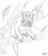 Tamarin Coloring Emperor Pages Tree Lion Monkey Golden Drawing Supercoloring Categories sketch template