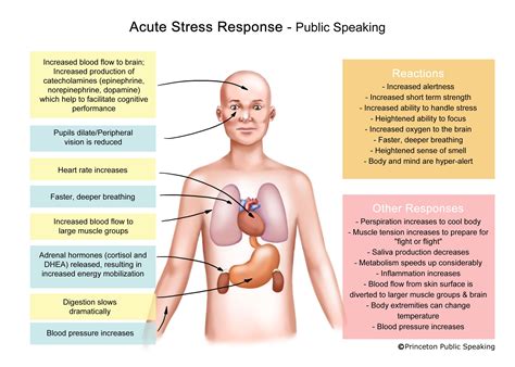 public speaking     acute stress response starts