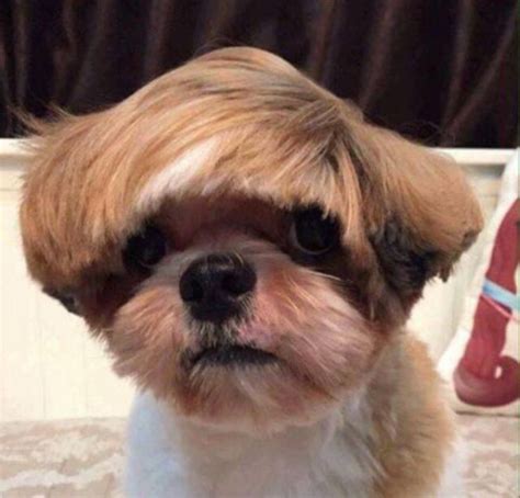 heres  dogs  bad haircuts        dog