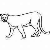 Paw Cougar Color Coloring sketch template