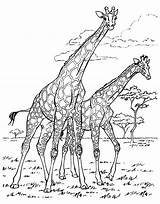 Giraffes Coloring Adult Africa Pages Color Two Adults sketch template