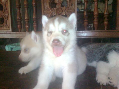 Quality Siberian Husky Puppies For Sale Adoption From Benguet Baguio