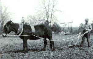 mule  plow  home life  appalachia pinterest