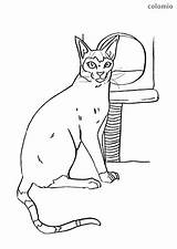 Siamese Katze Siamkatze sketch template