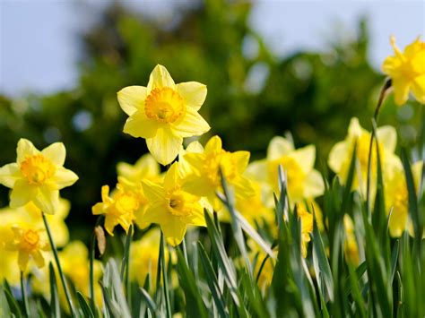 daffodil varieties  bloom  spring saga
