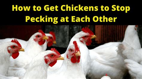 prevent vent pecking   chicks
