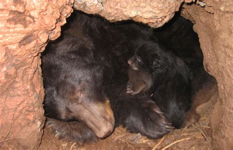 bears that eat human food may hibernate less and age faster science news