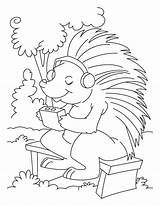 Coloring Music Porcupine Listening Pages Sheets Kids Clipart Animals Visit Library sketch template