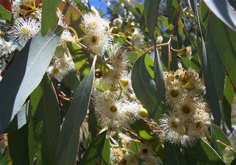 fileeucalyptus flowersjpg wikipedia