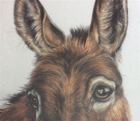 cute donkey drawing  paintingvalleycom explore collection  cute