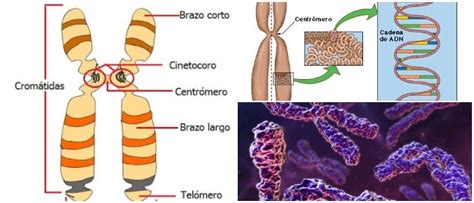 Partes De Un Cromosoma Estructura Adn Proteínas Y Todas Sus