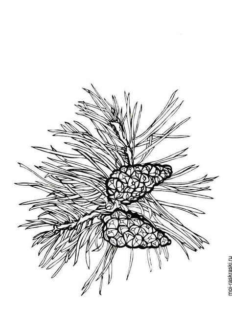 realistic pine tree coloring page coloring pages