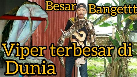Ular Viper Terbesar Di Dunia Ada Di Indonesia Youtube