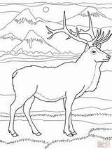 Coloring Elk Pages Printable 06kb 314px Deer sketch template