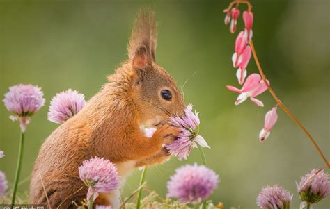 cute animals sniff flowers  spring global times