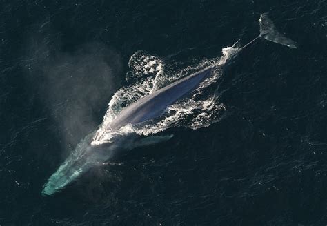 blue whale wikipedia