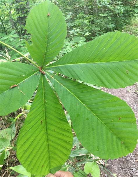 buy aesculus tree seeds plant aesculus chinensis   leaves tree