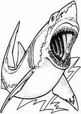 Shark Coloring Pages Megalodon Drawing Great Printable Color Realistic Hungry Kids Print Sharks Colouring Sharknado Getcolorings Template Getdrawings Clipart Sheets sketch template