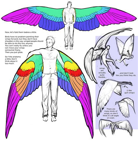 angel wing anatomy