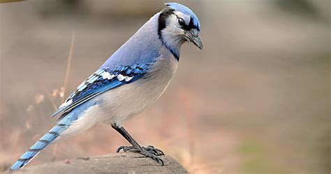 blue jay overview   birds cornell lab  ornithology