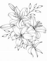 Flower Coloring Drawing Pages Flowers Drawings Tattoo Lilies Printable Bouquet Adult Book Lily Outline Line Pencil Beautiful Sketches Rose Floral sketch template