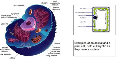 structure  eukaryotic cells   level biologist  hub
