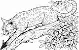Leopard Coloring Pages Animals Colour Print Wildlife Adult Treed Realistic Para Colorear Adults Cat sketch template