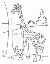 Jerapah Mewarnai Binatang Hewan Diwarnai Hitam Mewarna Menggambar Kebun Anak Tk Cara Pola Lanjutan Sketsa Tumbuhan Terpopuler Contoh Animasi Haiwan sketch template