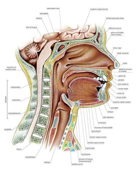 oral cavity and pharynx poster by asklepios medical atlas