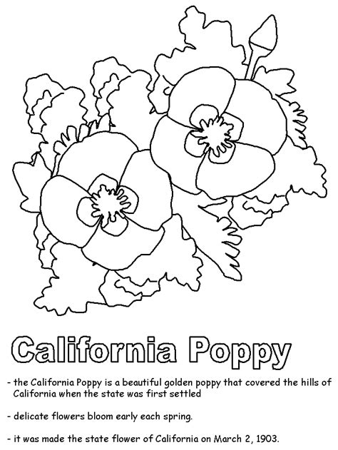Poppy Flowers Coloring Pages Download And Print For Free