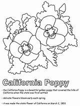 Coloring California Poppy Pages State Flowers Drawing Kids Flower Sheet States Ws Usa United Flag Clipart Printables Print Geography Getdrawings sketch template