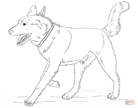 baby siberian husky coloring pages coloring pages