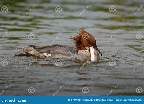 common merganser mergus merganser water bird  catch fish stock image image  duck