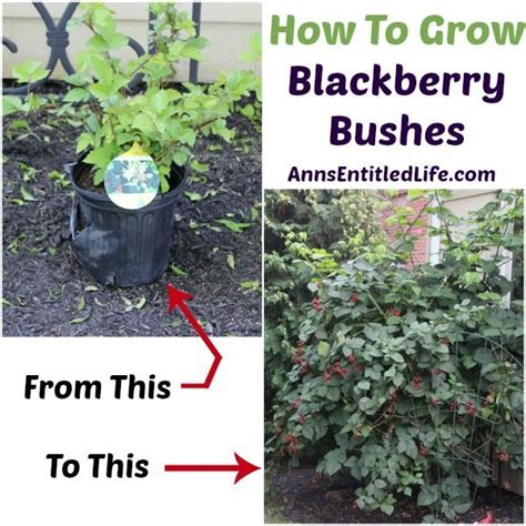 grow blackberry bushes    tips  growing blackberry
