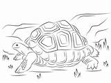 Tortoise Sulcata Designlooter sketch template