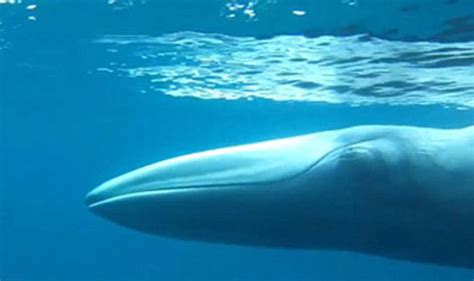 mythical omura whale believed to be extinct caught on camera for the first time ever