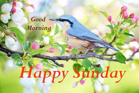 top  good morning happy sunday images  pictures  whatsapp bestwishes good