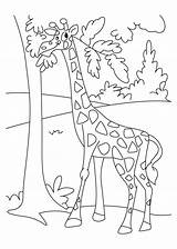 Giraffe Coloring Pages Color Enjoying Leaves Giraffes Comments Kids sketch template