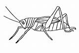 Insekten Grilo Colorir Malvorlage Grasshopper Ausmalbilder Grilos Imprimir Gafanhotos Gafanhoto sketch template