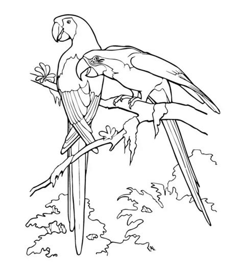 cute parrot coloring pages  toddler  love  color
