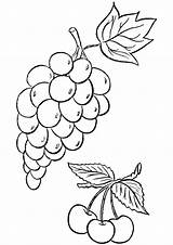 Grape Grapes Weintrauben Uva Ausmalbilder Colorir Ausmalbild Parentune sketch template