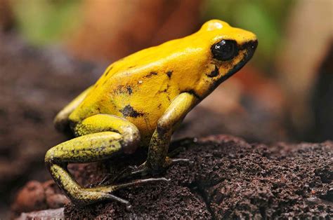 beautiful  deadly poisonous frogs