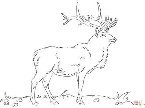 printable elk coloring pages coloring home