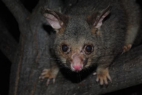 gabbling  australia   bit  possum magic