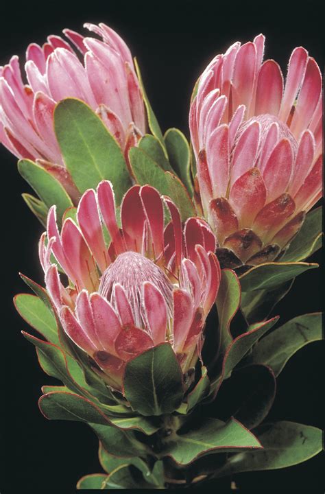growing proteas agriculture  food