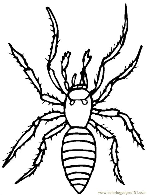 spider coloring pages to download and print for free
