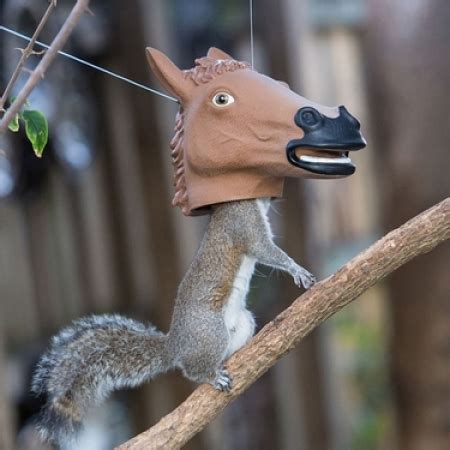 horse head squirrel feeder furilia  daily fix  cuisine beauty health