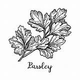 Parsley Spices Package sketch template