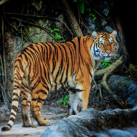 casa de arnaiz  internacional del tigre julio  fotos de tigres de bengala  siberianos
