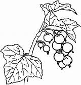 Berries Getdrawings sketch template